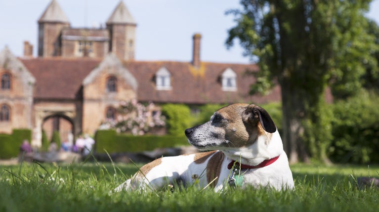 A lounging pooch at Sissinghurst Castle